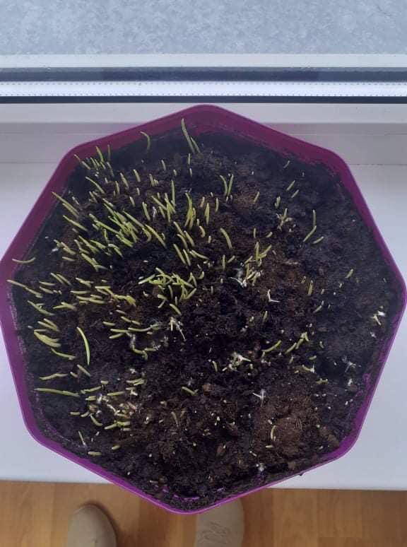 2022-02-09 Duonos dienos minėjimas (2) (1)