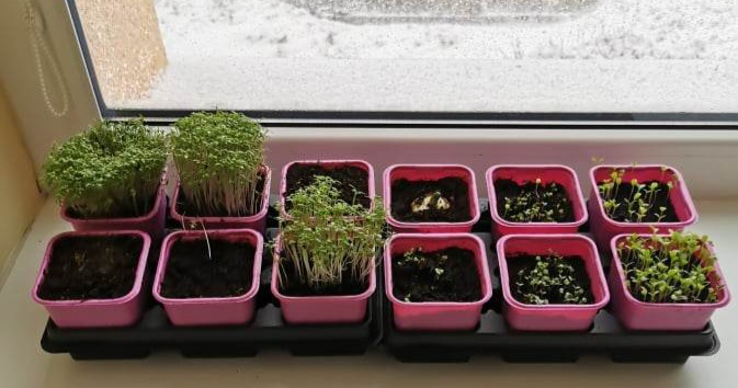 2023-05-16-Zaliosios-palanges-3