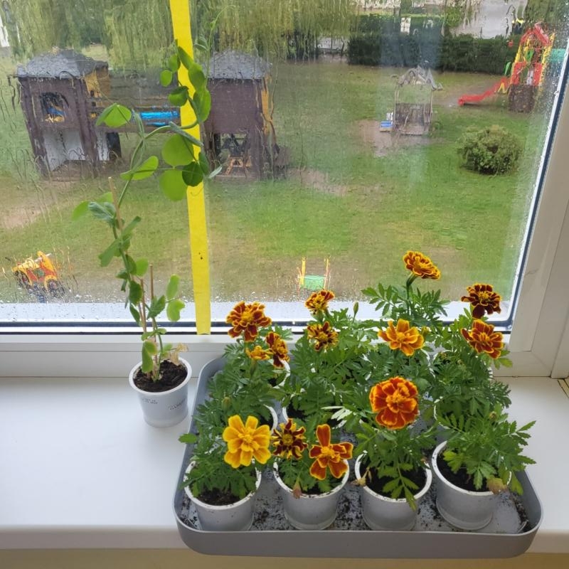 2023-05-16-Zaliosios-palanges-4